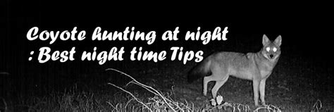 Coyote Hunting At Night Best Night Time Tips Airsoft Optics
