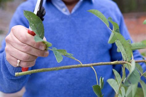 To learn about this product visit the link below. Take Rose Cuttings (In Pictures) - Gardeners' World Magazine