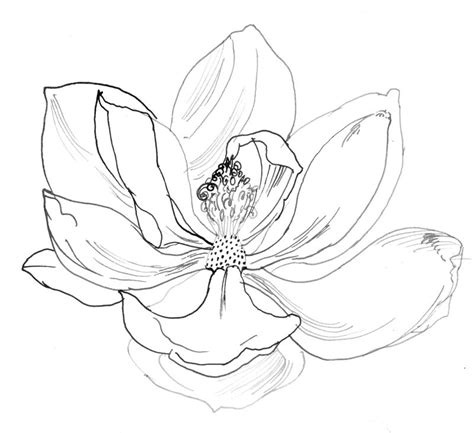 Welcome to this drawing tutorial! magnolia 2 | Watercolor paintings, Drawings, Flower art