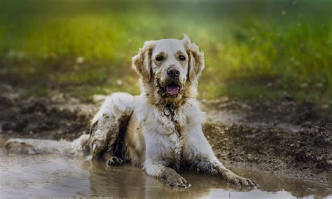 Dirty Dogs: The Top 12 Ways to Help Your Dog Survive Muddy Weather ...