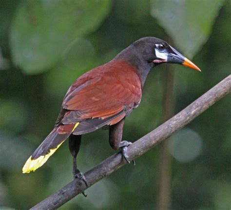 Montezuma Oropendola Aves De Orosi Y Tapanti · Biodiversity4all