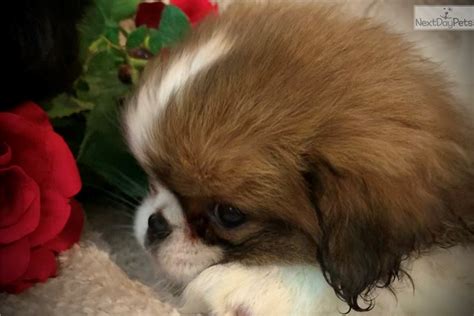 S O L D Japanese Chin Puppy For Sale Near St Louis Missouri