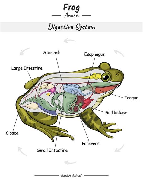 Frog Digestive System Stock Vector Illustration Of Anatomical 289825188