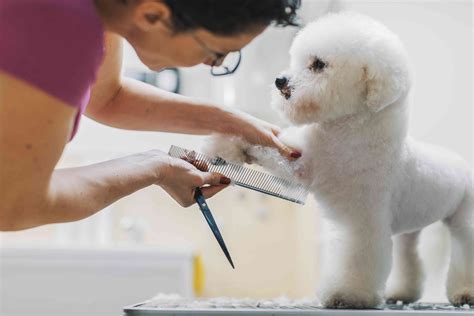 These Are The 20 Best Hypoallergenic Dog Breeds