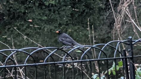 Blackbird By Castle Pool Hereford © Fabian Musto Cc By Sa20