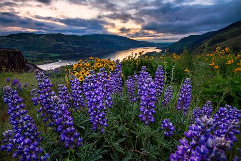 Rowena Wildflower Bloom Columbia River Gorge Landscape Photography