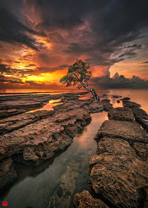 Lonely Tree Null Nature Photography Amazing Nature Photography Nature