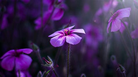 3840x2160 Purple Flowers Macro 4k 4k Hd 4k Wallpapers Images