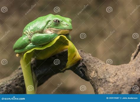 Mexican Dumpy Tree Frog Stock Image Image Of Amphbia 35919587