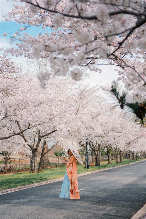 5 Secret Places To See Cherry Blossoms In Dc That Are Tourist Free 2021