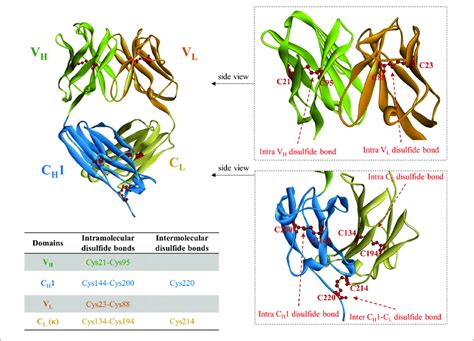 A Crystal Structure Of Fragment Antigen Binding Fab Region Of