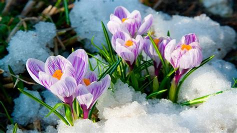 Spring Flowers In Snow Photos