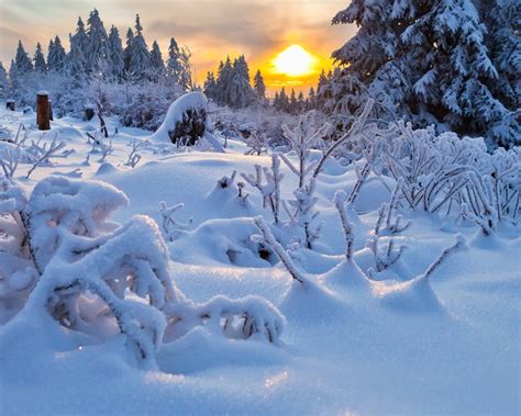 Wallpaper Thick Snow Trees Twigs Sunset Winter