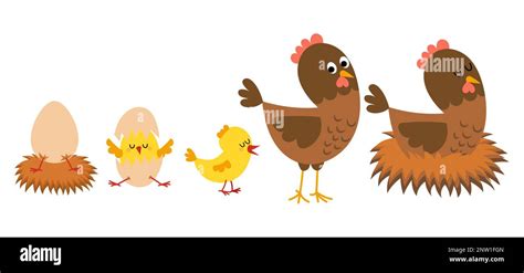 Hatching And Growing Process Of Chicken Stages Of Chicken Growth From