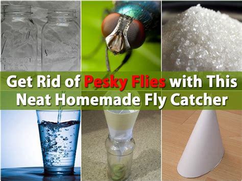How To Get Rid Of Flies With This Diy Fly Catcher Diy And Crafts