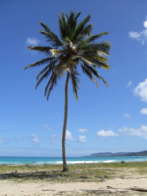 Single Palm Tree By Deshy07 On Deviantart