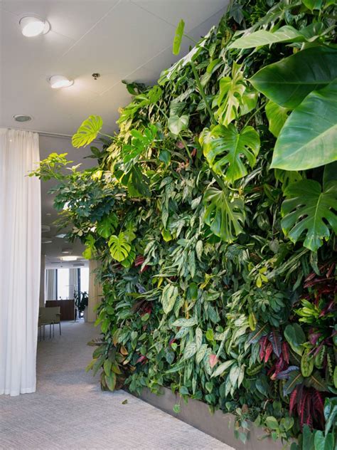 Plants For An Indoor Wall Houseplants For Indoor Vertical Gardens