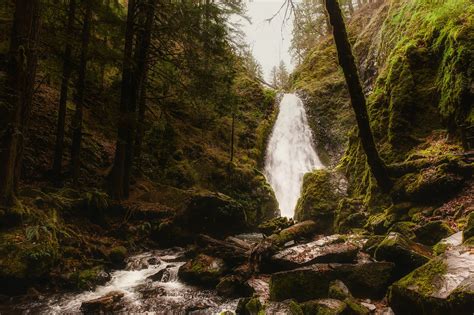 Scenic View Of Forest · Free Stock Photo