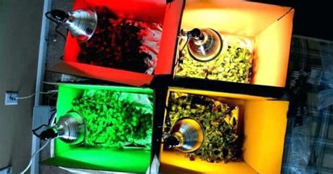 How Does The Different Color Of Light Spectrum Affect Plant Growth