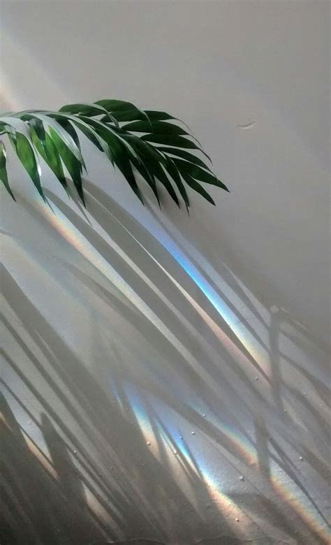 plant shadows in 2020 | Aesthetic iphone wallpaper, Minimalist