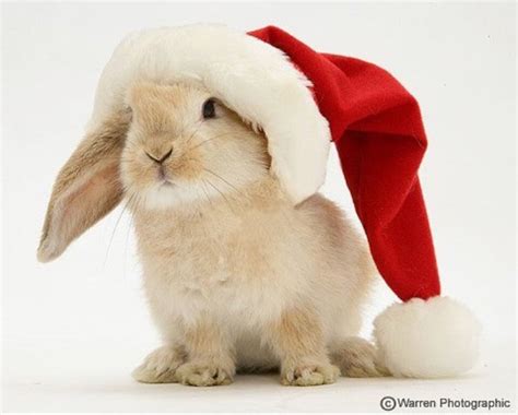 Bunny Rabbits Rocking Christmas Costumes Bunnies Beauty