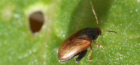 Flea Beetle Guide