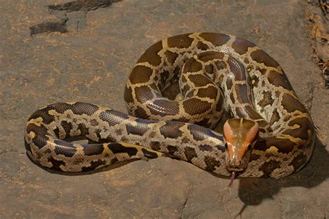The 10 Biggest Snakes In The World