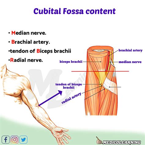 Cubital Fossa Content Mnemonic Medicolearning