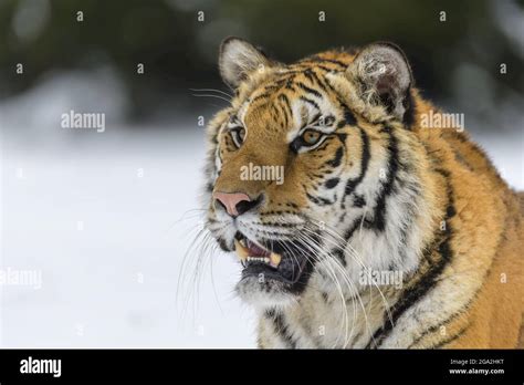 Siberian Tiger Panthera Tigris Altaica Baring Its Teeth In Winter