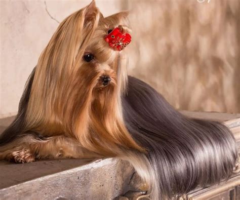 15 Yorkshire Terrier Hairstyle Photos You Will Love The Paws
