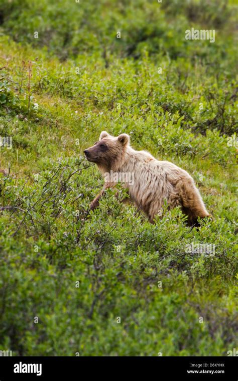 Grizzly Bear Ursus Arctos Horribilis Near Cathedral Mountain Denali