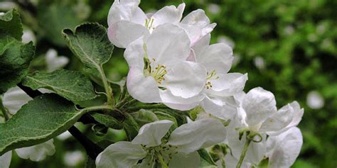 Malus Pumila Flowering Time Description Seasonal Development And