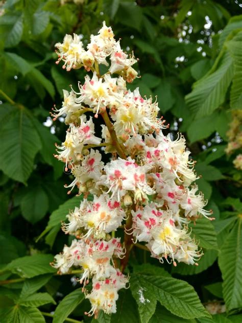 Flower Of Pink Chestnut Tree Stock Image Image Of