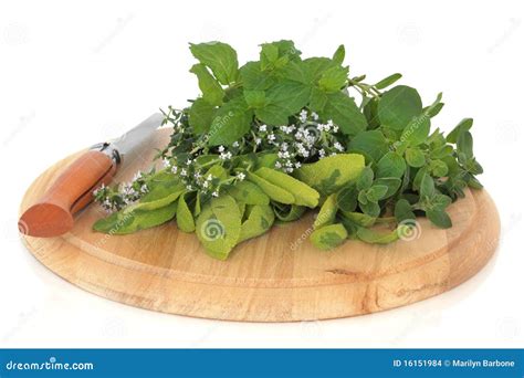 Fresh Herb Leaves Stock Photo Image Of Healthy Herb 16151984
