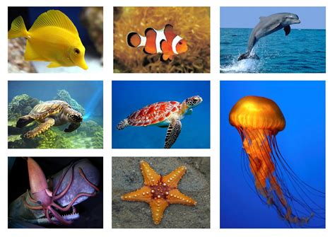 Haiwan Laut Gambar Hidupan Laut Kartun Berwarna Kartu