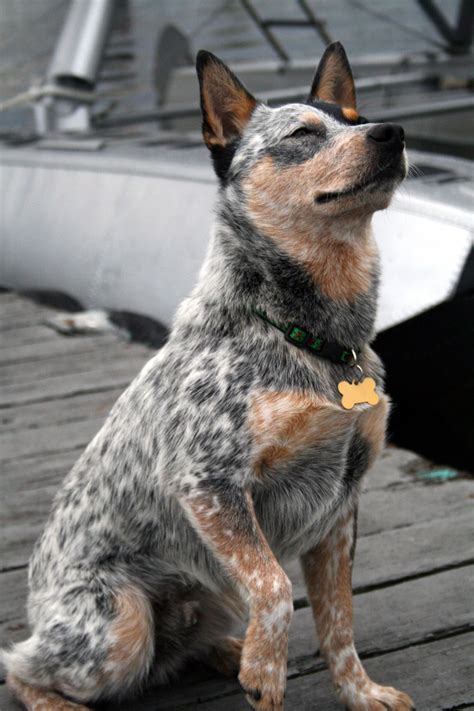 Blue Heeler Blue Heeler Dogs Austrailian Cattle Dog Aussie Cattle Dog