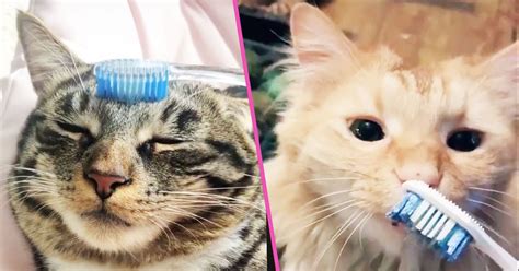People Are Brushing Cats With Wet Toothbrushes To Mimic Their Moms Licking