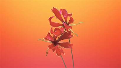 Iphone Ios Wallpapers Mojave Macos Flower Gloriosa