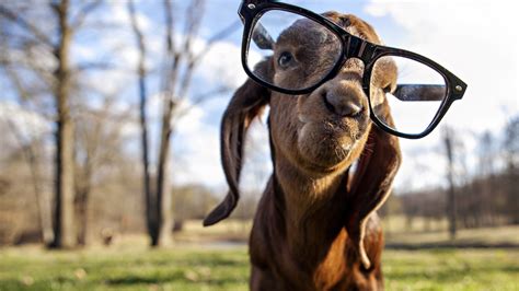 2048x1152 Goat Got Swag 2048x1152 Resolution Hd 4k Wallpapers Images