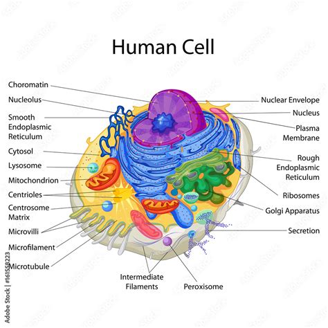 Education Chart Of Biology For Human Cell Diagram Stock Vector Adobe Stock