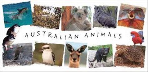 10 Facts About Australian Animals Fact File