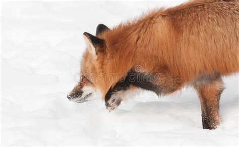 Red Fox Vulpes Vulpes Moves Low Through The Snow Stock Image Image