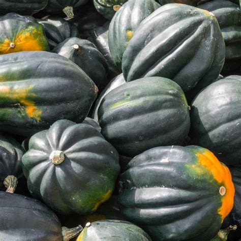 Table King Acorn Winter Squash Seeds For Sale Everwilde Farms