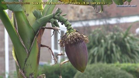 Slow Fruiting Banana Plants Growing In The Uk E18 Youtube