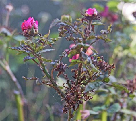Roses Face A Huge Threat From Teeny Mite