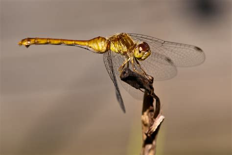 It looks like you're using artstation from great britain. A Yellow / Gold Dragonfly