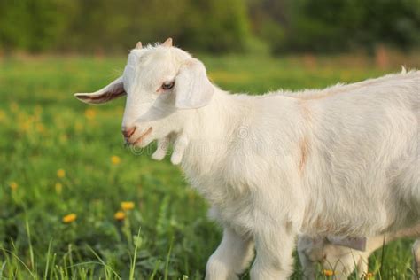 Young Goat Kid Grazing On Green Meadow With Dandelions Stock Image