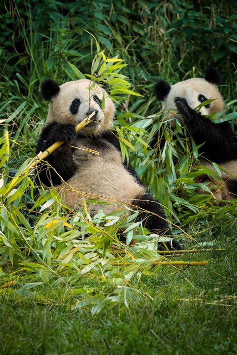 Why Do Pandas Eat Bamboo If They Are Carnivores