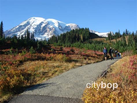 5 Best Things To Do At Paradise Mt Rainier