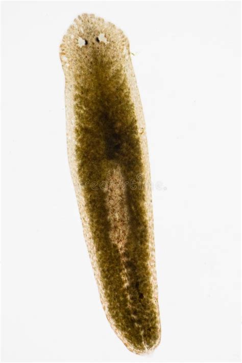 Planarian Parasite Flatworm Under Microscope Stock Image Image Of